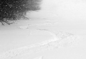 An image showing ski tracks in powder snow on the Spell Binder trail at Bolton Valley Resort in Vermont