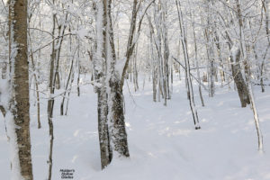 An image of the Holden's Hollow Glades on the backcountry network at Bolton Valley Ski Resort in Vermont