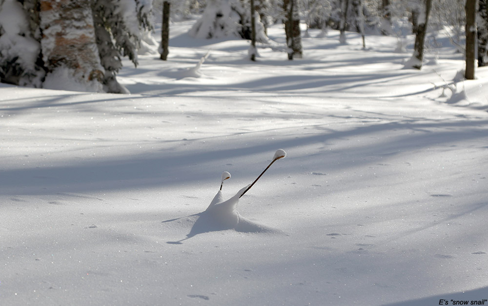 An image showing a formation in the powder snow that looks like a snail on the backcountry network at Bolton Valley Ski Resort in Vermont