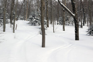 An image of a glade in the Holden's Hollow area in the backcountry near Bolton Valley Ski Resort in Vermont