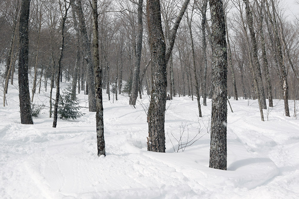An image of ski tracks in powder snow in the Bench Woods area of Stowe Mountain Ski Resort in Vermont