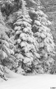 An image of new snow on evergreens during a late April storm at Bolton Valley Ski Resort in Vermont
