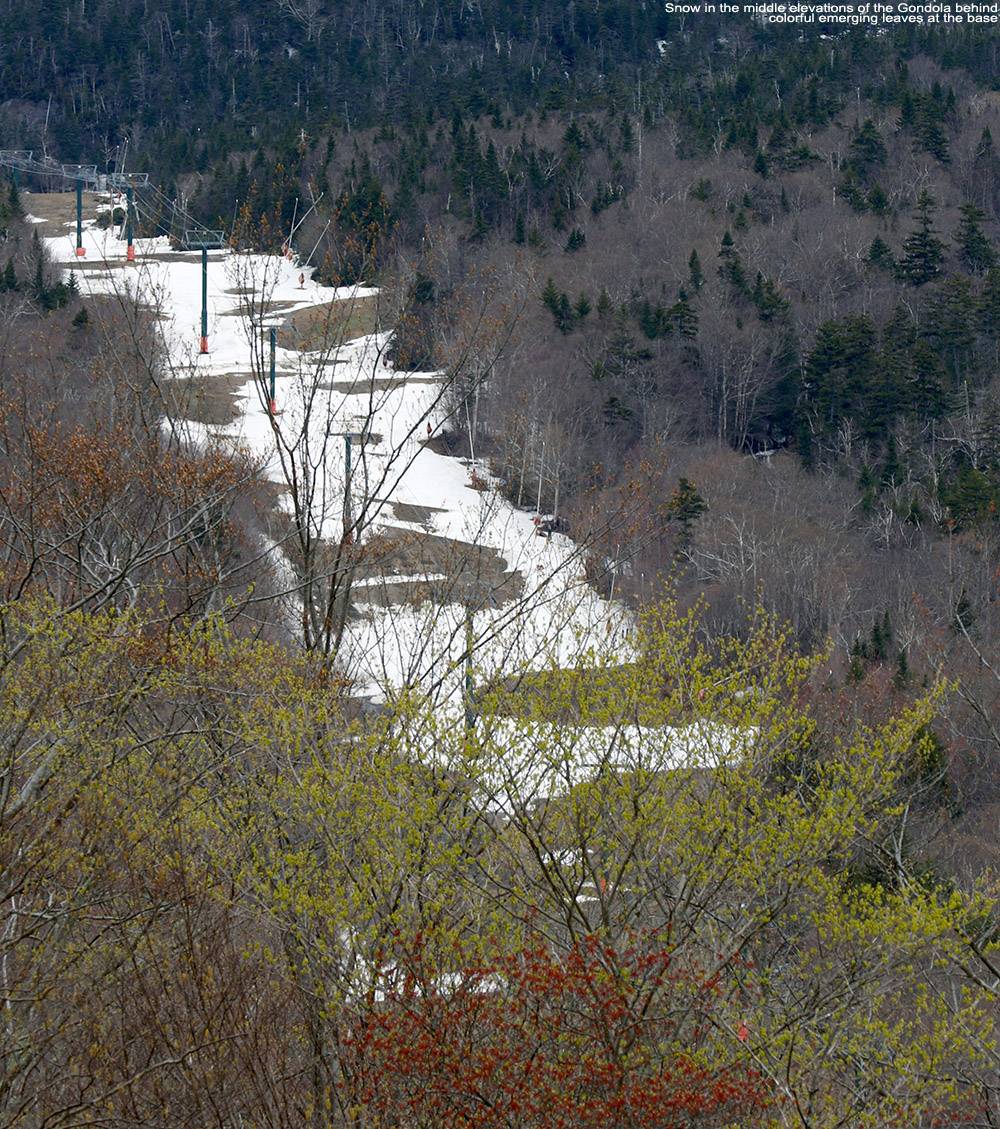 An image of snow on the Gondola terrain at Stowe Mountain Resort in Vermont on mid-May, with leaves emerging on the trees at the base elevations