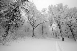 An image of snowy trees and a skin track after an early December snowfall at Bolton Valley Ski Resort in Vermont