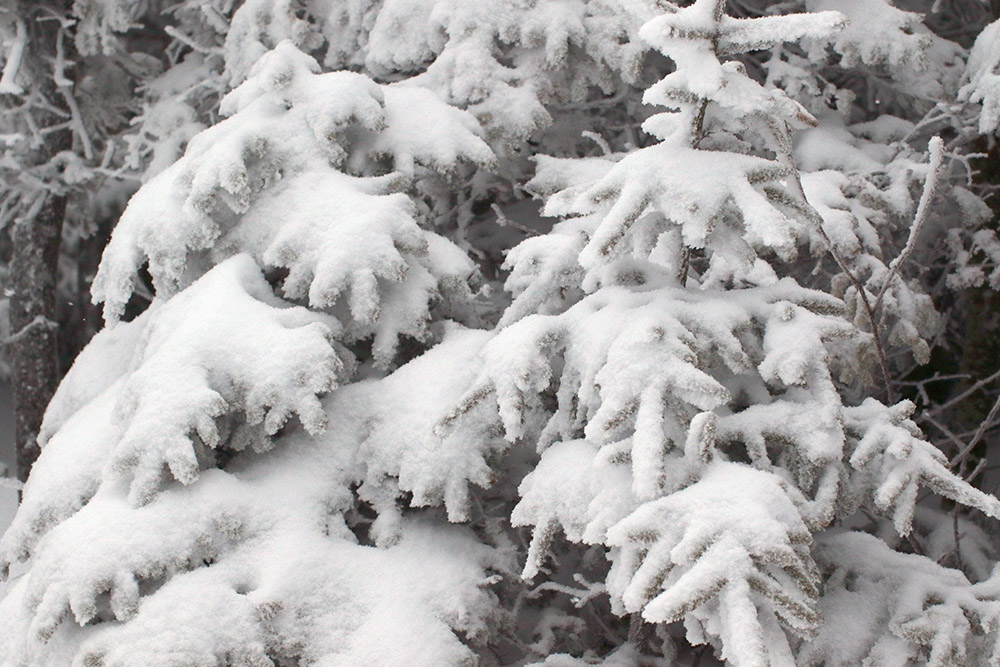 An image of trees coated with snow from Winter Storm Gage at Bolton Valley Ski Resort in Vermont