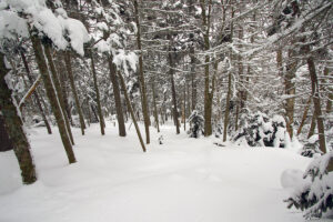 An image of the C Bear Wood area in the backcountry at Bolton Valley Resort in Vermont