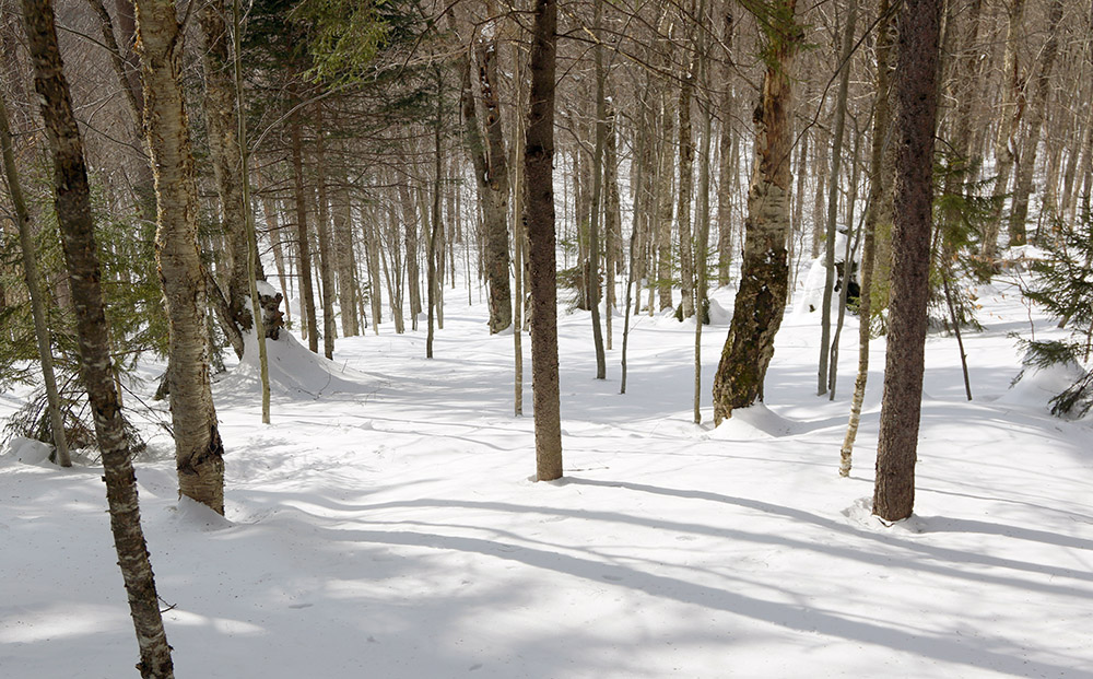 An image of an untracked glade filled with powder snow on the Backcountry Skiing Network at Bolton Valley Resort in Vermont
