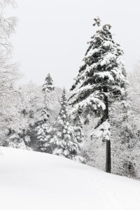 An image of snow on the trees during a late-April snowstorm at Bolton Valley Ski Resort in Vermont