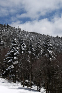 An image of sunshine and snow on evergreens after a late-April snowstorm at Bolton Valley Ski Resort in Vermont