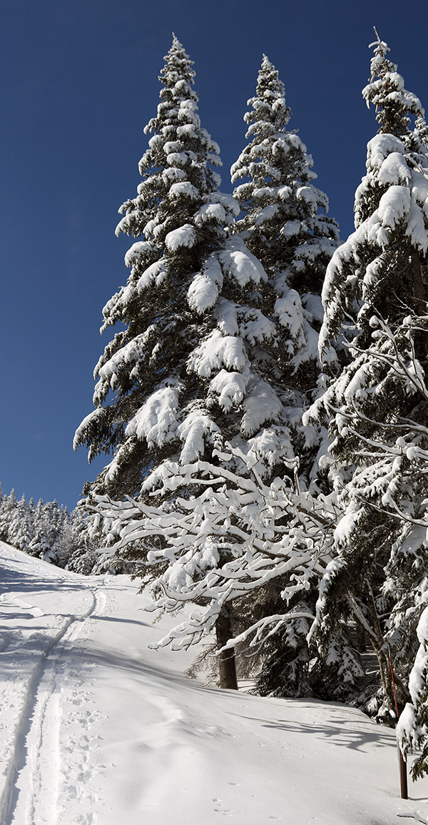 An image showing a skin track through fresh snow along snow-covered evergreens after a mid-May snowstorm at Bolton Valley Ski Resort in Vermont