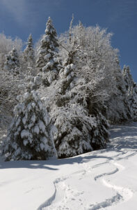An image of ski tracks in powder snow after a mid-May snowstorm at Bolton Valley Ski Resort in Vermont