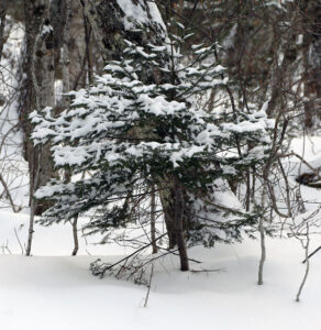 An image showing an evergreen with a bit of the snow picked up at Bolton Valley Ski Resort in Vermont from Winter Storm Gail