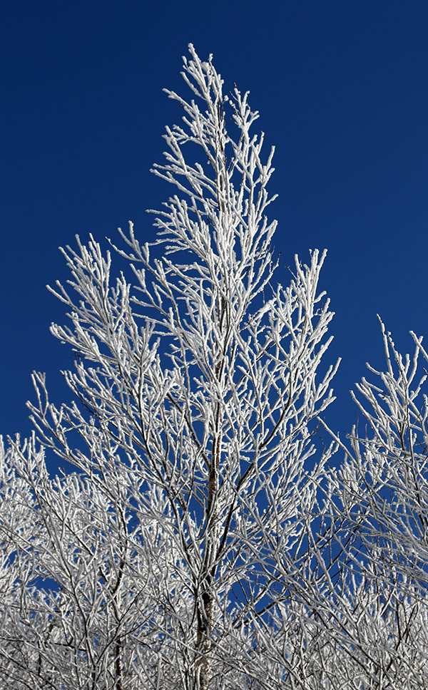 An image of a snow-covered tree against a brilliantly blue sky in the background at Bolton Valley Ski Resort in Vermont