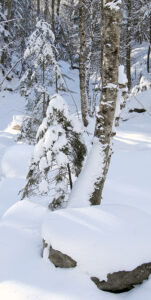 An image showing snow in the woods during January at Bolton Valley Ski Resort in Vermont