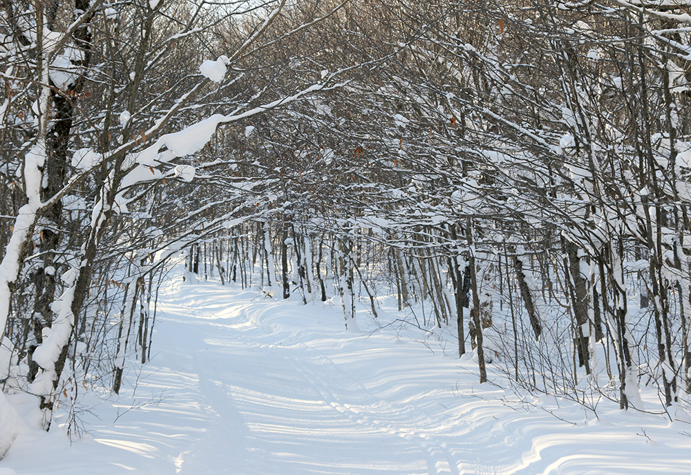 An image of snow-covered branches overhanging a ski trail after Winter Storm Nathaniel on the Nordic and Backcountry Network at Bolton Valley Ski Resort in Vermont
