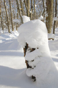 An image of snow covering a stump in the Nordic & Backcountry Network at Bolton Valley Ski Resort in Vermont