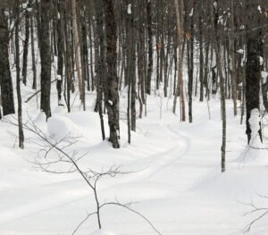 An image of an old ski track in the powder near the Buchanan Shelter on the Nordic and Backcountry trail Network at Bolton Valley Resort in Vermont