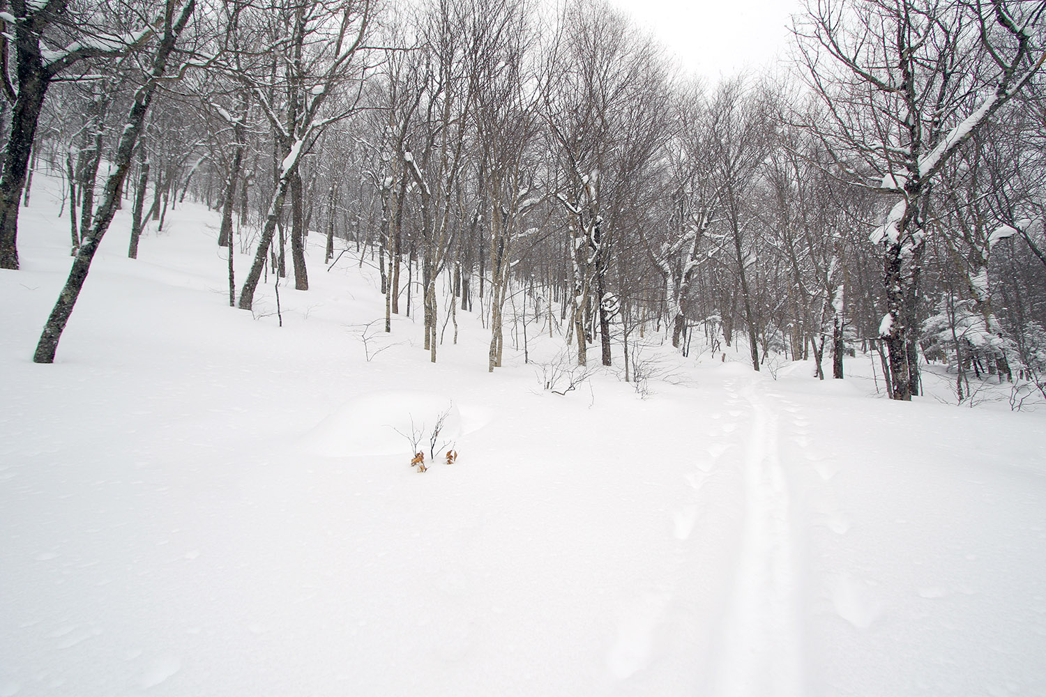 An image showing a skin track through Big Jay Basin near Jay Peak Ski Resort in Vermont, with large areas of nicely spaced trees for glade skiing in powder