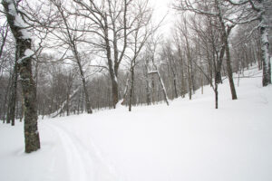 An image of some of the glades in Big Jay Basin the Jay Peak backcountry of Vermont 
