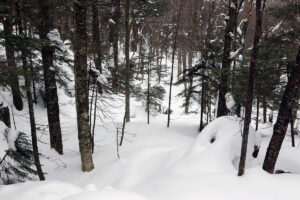 An image of sidecountry terrain with powder near Bolton Valley Ski Resort in Vermont