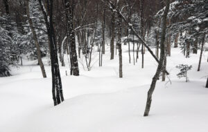 An image of glades with powder after a couple of March storms at Bolton Valley Ski Resort in Vermont