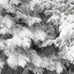 An image of snowy evergreen branches due to snow from a couple of March storms at Bolton Valley Ski Resort in Vermont