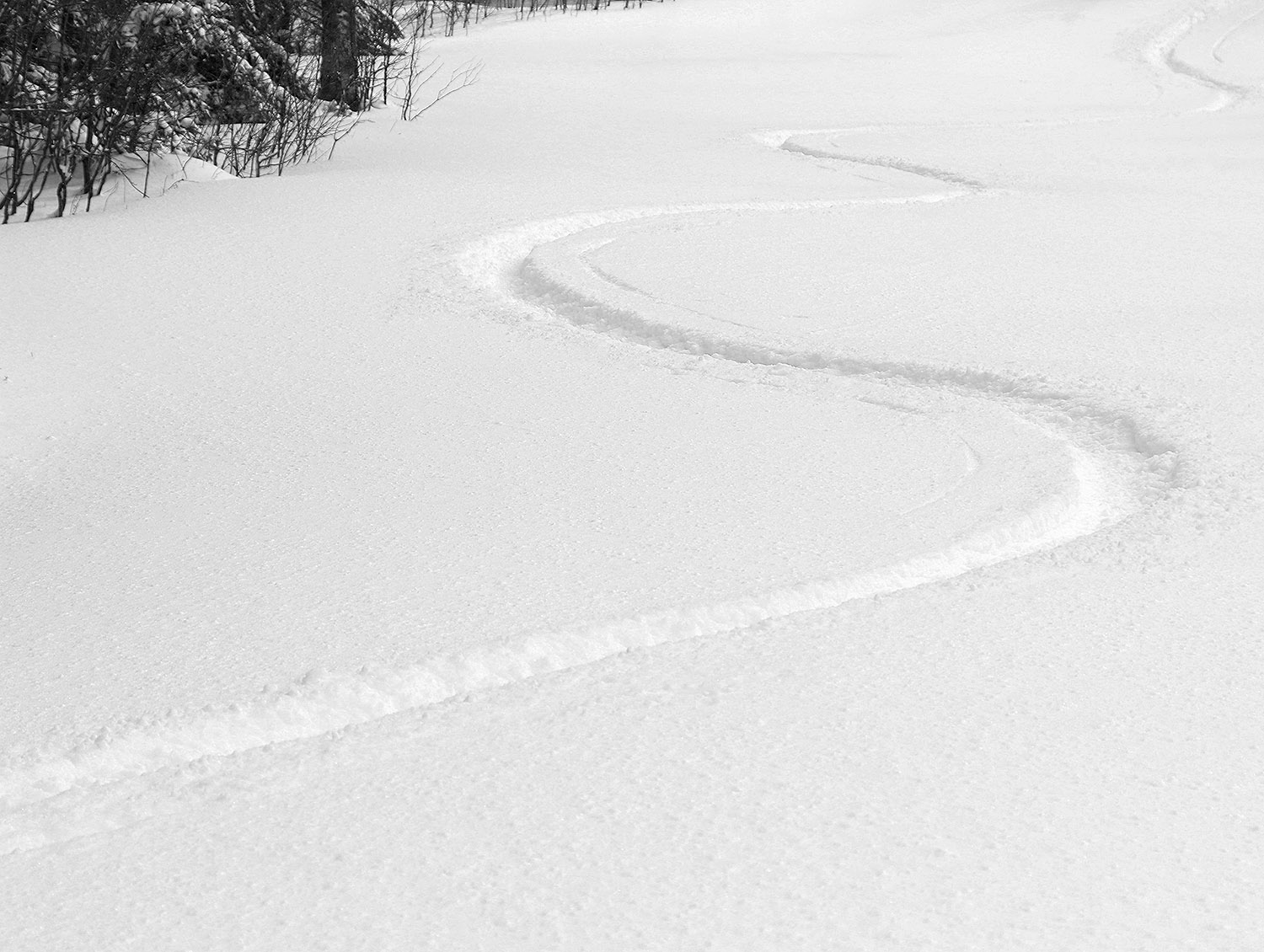 An image of ski tracks in powder after an April snowstorm in the Wilderness terrain area at Bolton Valley Ski Resort in Vermont