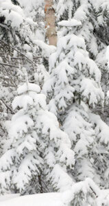 An image of snow on evergreens after an April snowstorm at Bolton Valley Ski Resort in Vermont