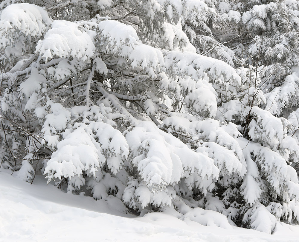 An image of snowy evergreens in the Timberline area o Bolton Valley Resort in Vermont after Winter Storm Izzy