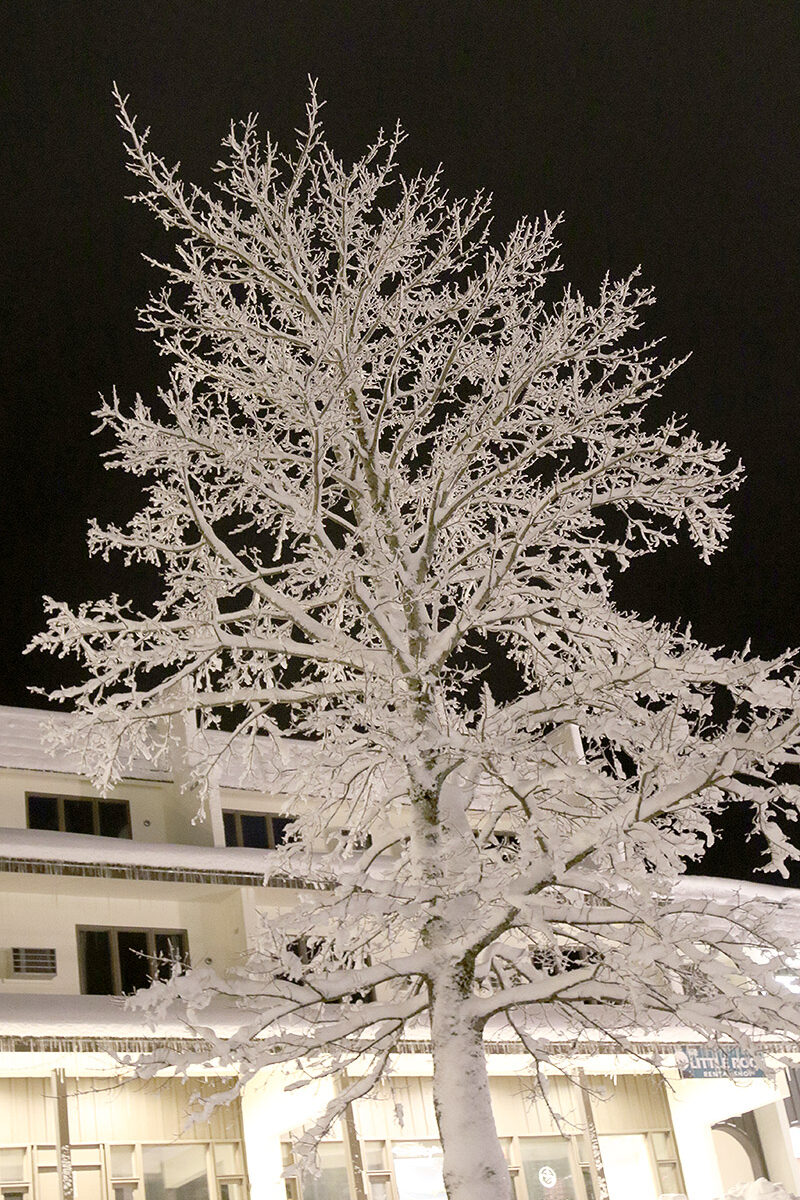 An image of a snow covered tree lit up at night in the Village area of Bolton Valley Ski Resort in Vermont
