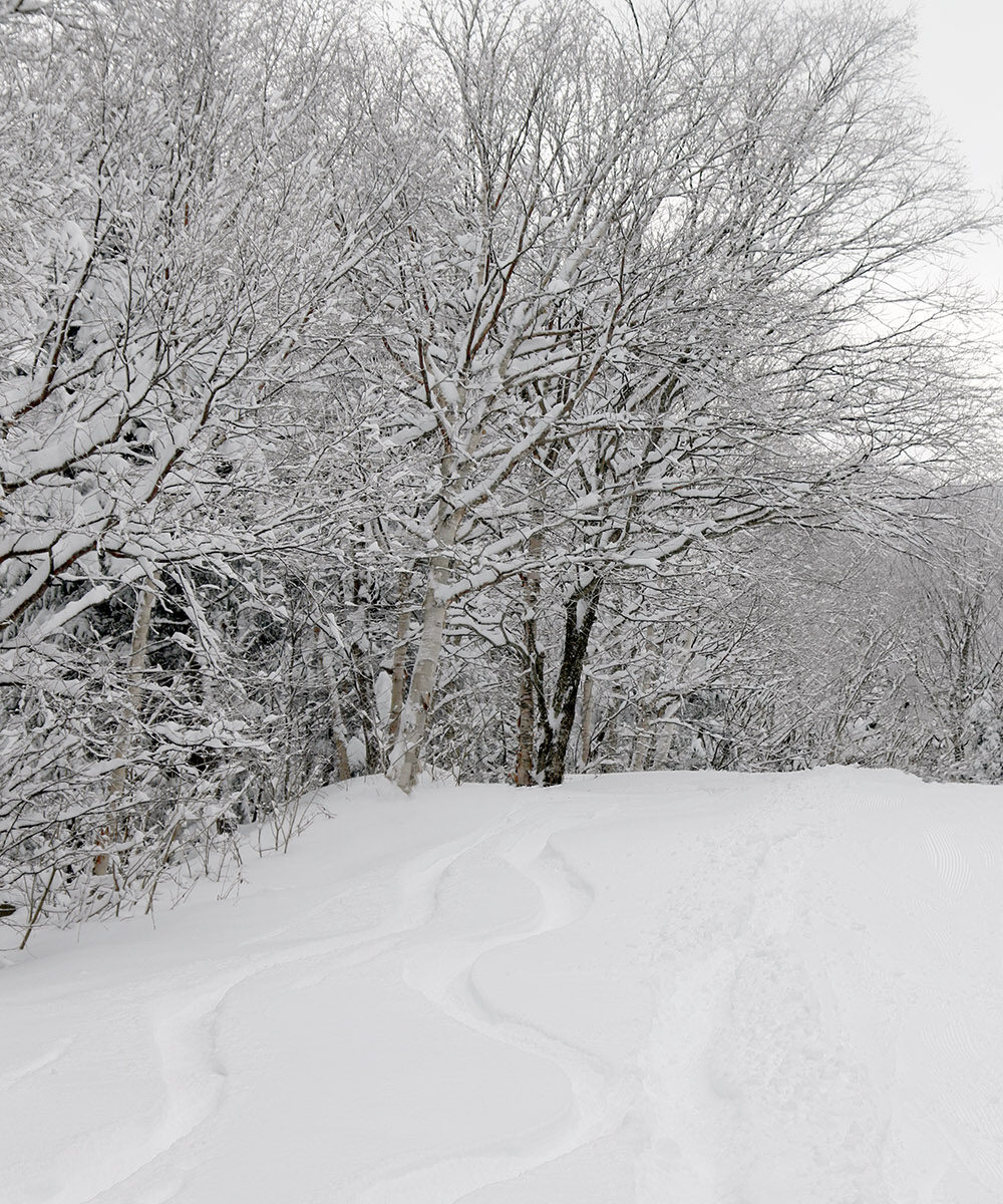 An image of ski tracks in powder on the Bull Run trail after a December snowstorm at Bolton Valley Ski Resort in Vermont