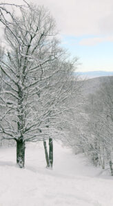 An image of the Glades trail after a December snowstorm at Bolton Valley Ski Resort in Vermont