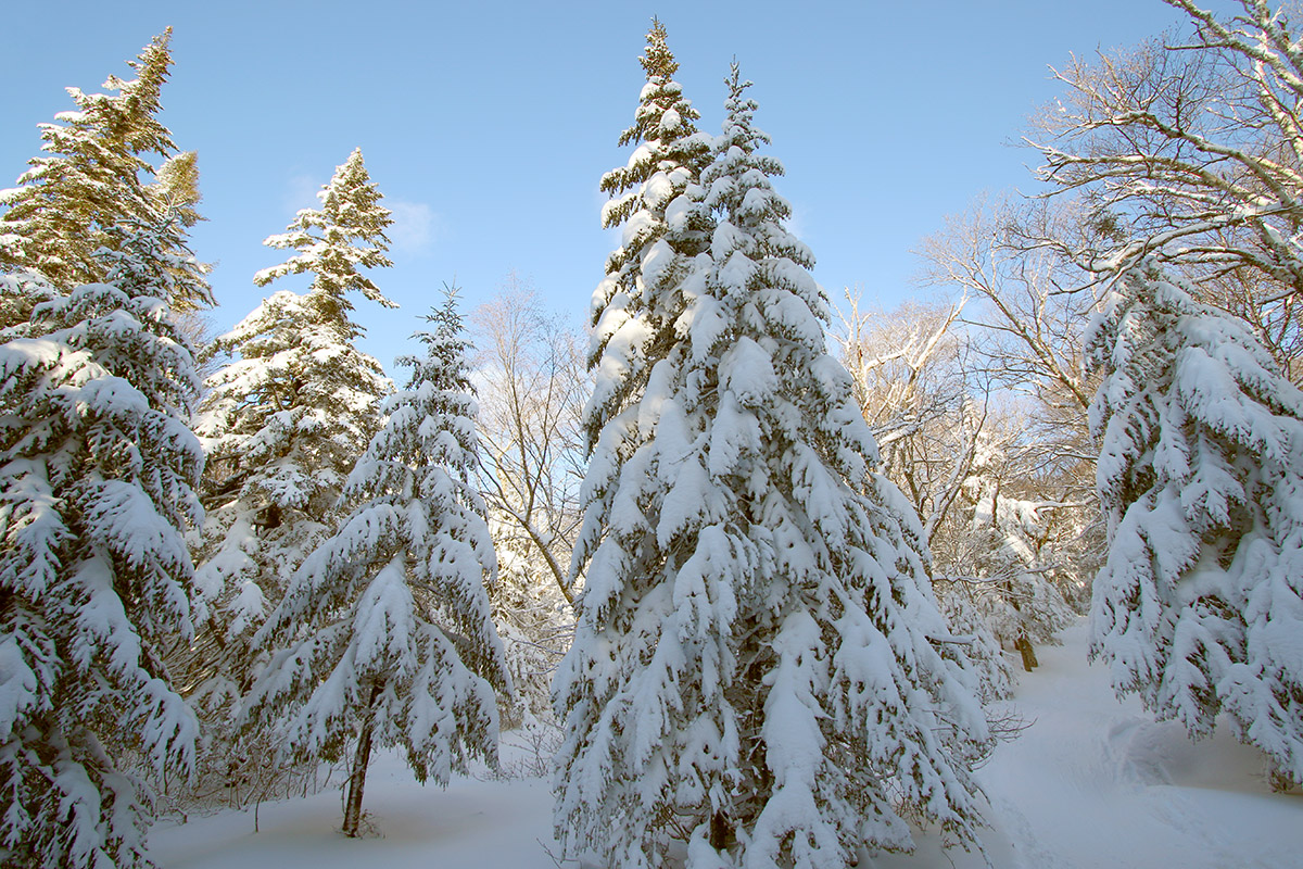 An image of evergreens along the Birch Loop trail past the Bryant Cabin on the Nordic and Backcountry Network at Bolton Valley Ski Resort in Vermont