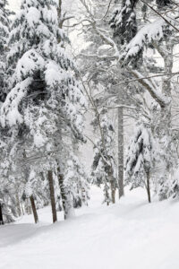 An image from the White Rabbit area in the sidecountry/backcountry terrain of Bolton Valley Ski Resort in Vermont during the back side of Winter Storm Heather 