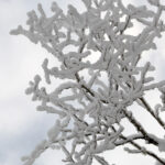 An image of branches coated with rime ice viewed during a ski tour on the Nordic and Backcountry Network at Bolton Valley Ski Resort in Vermont