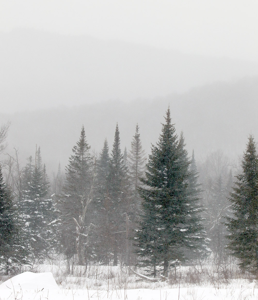 An image of evergreens and mountains obscured by snowfall in the Beaver Pond area of the Nordic and Backcountry Network at Bolton Valley Ski Resort in Vermont