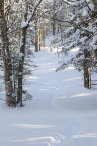 An image of ski tracks in powder snow in the Devil's Drop area on a ski tour of the Nordic and Backcountry network of trails at Bolton Valley Ski Resort in Vermont