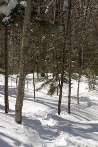 An image of the spring snowpack and a skin track in the Gotham City area during a March backcountry ski tour on the Nordic and Backcountry Network of trails at Bolton Valley Ski Resort in Vermont