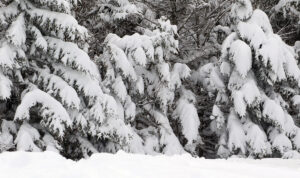 An image of evergreens adorned with heavy amounts of fresh snow from Winter Storm Tormund at the mid-mountain elevations of the Timberline area at Bolton Valley Ski Resort in Vermont