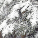 An image showing some recent snow accumulations from a modest mid-March snowstorm at the Midmountain elevations at Bolton Valley Ski Resort in Vermont