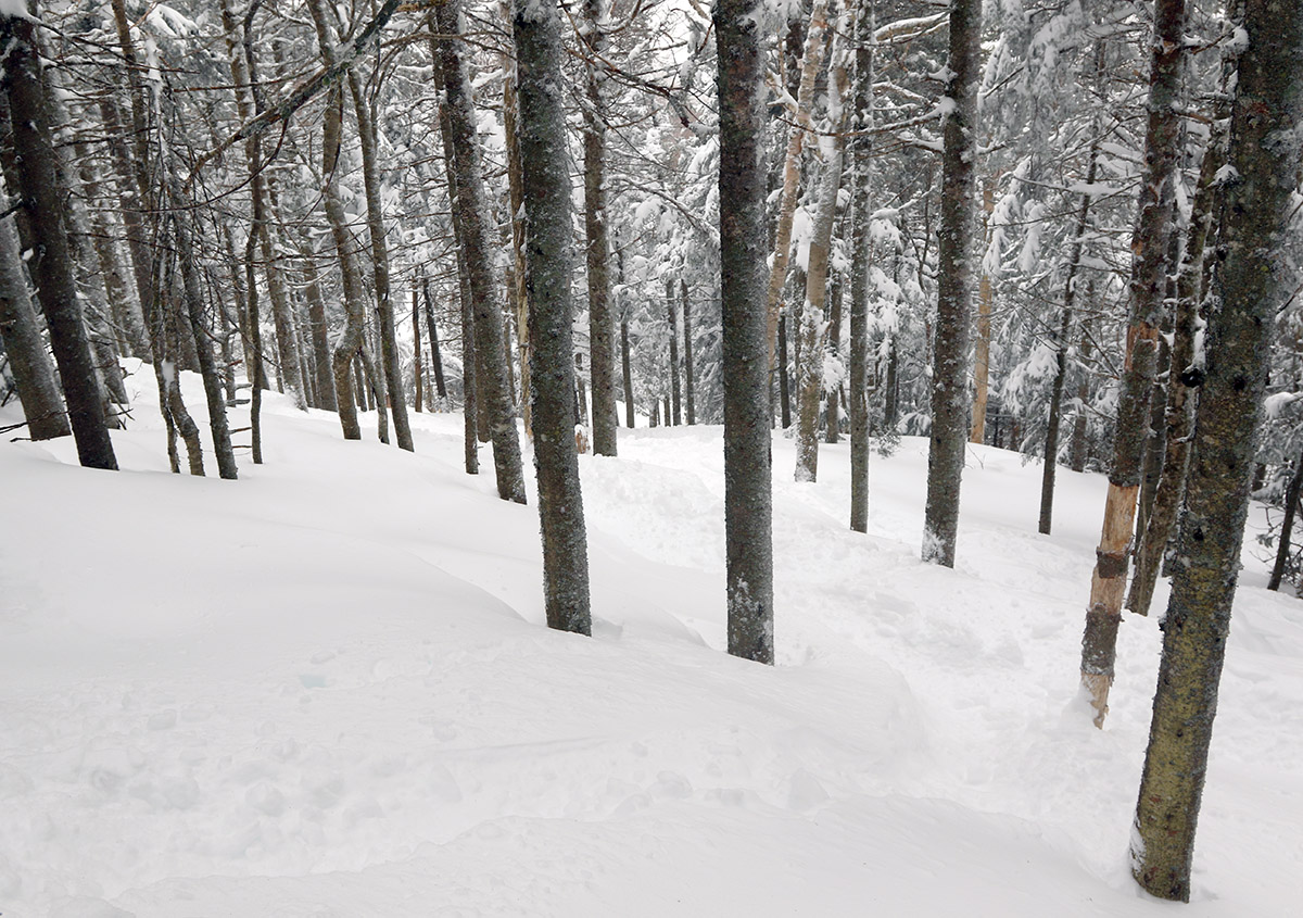 An image of the Devil's Playground area in April with plentiful fresh snow from Winter Storm Tormund at Bolton Valley Ski Resort in Vermont