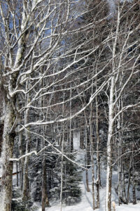 An image of sunshine lighting up snowy trees on a springlike day of variable winter weather in mid-March at Bolton Valley Ski Resort in Vermont