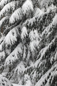 An image of evergreens covered with fresh snow after a mid-March storm in the backcountry of Bolton Valley Ski Resort in Vermont