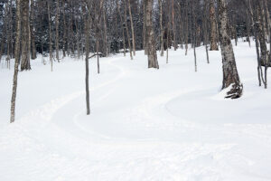 An image of ski tracks in one of the glades on the Nordic and Backcountry Network of trails during a mid-March ski tour at Bolton Valley Ski Resort in Vermont