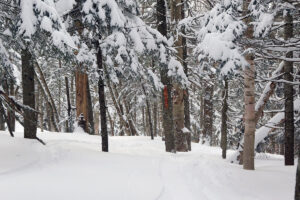 An image of the "Not a Ski Trail" area during a mid-March ski tour of the Nordic and Backcountry Network at Bolton Valley Ski Resort in Vermont