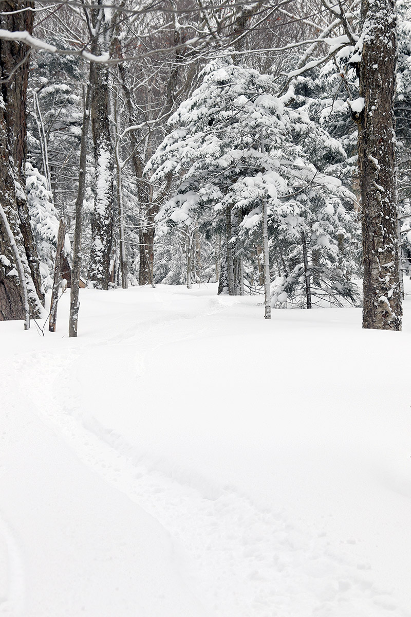 An image of a ski track in deep powder after a mid-March snowstorm brought over a foot of new snow to Bolton Valley Ski Resort in Vermont