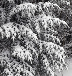 An image of evergreen branches covered in snow while out on a ski tour during the Thanksgiving 2024 snowstorm in the Wilderness are at Bolton Valley Ski Resort in Vermont