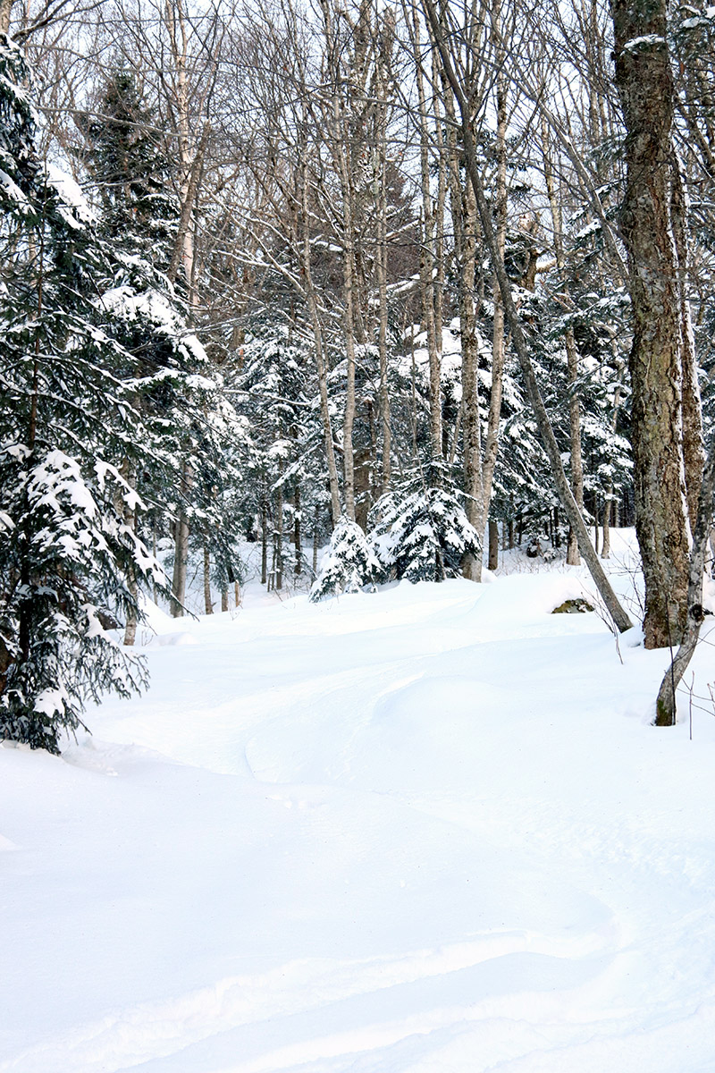 An image of ski tracks in powder snow in mid-December in the Big Blue area of the Nordic and Backcountry Network of Bolton Valley Ski Resort in Vermont