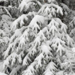 An image of evergreens with fresh snow during a mid-December storm at Bolton Valley Ski Resort in Vermont