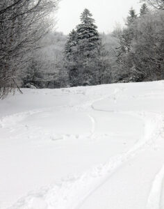 An image of ski tracks in powder snow on the Cougar trail in the Wilderness area in mid-December at Bolton Valley Ski Resort in Vermont